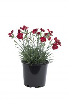Dianthus Star Double Fire Star Improved-114-201