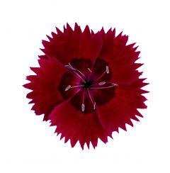 Dianthus Star Double Fire Star Improved_Z6S5952
