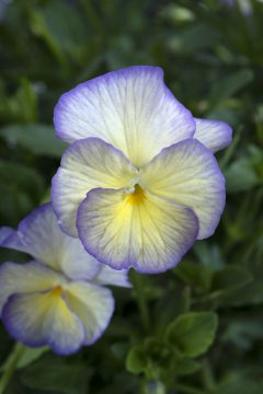 Viola Magnifiscent Sweetheart-002