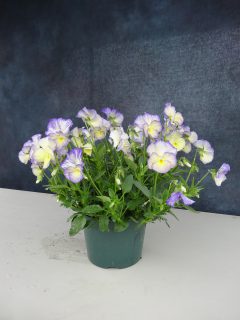 Viola Magnifiscent Sweetheart-004