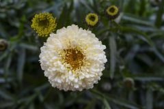 Leucanthemum Compact Collection Real Deal_Z6S2813