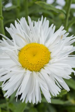 Leucanthemum Compact Collection Real Winner_Z6S4467