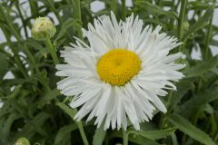 Leucanthemum Compact Collection Real Winner_Z6S4470