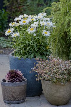 Leucanthemum Compact Collection Real Winner_Z6S4623