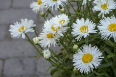 Leucanthemum Compact Collection Real Winner_Z6S4706